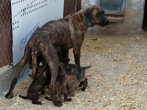 Camada de Alano Español con madre en centro de cría
