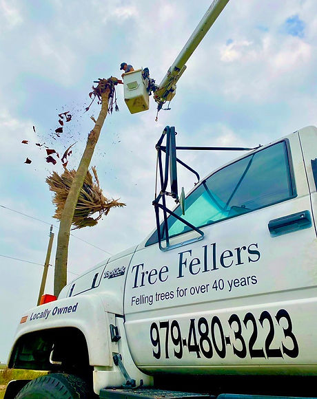 Tree Fellers bucket truck trimming a palm tree in Brazoria, TX
