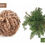 Thumbnail: Rose of Jericho aka Resurrection Plant