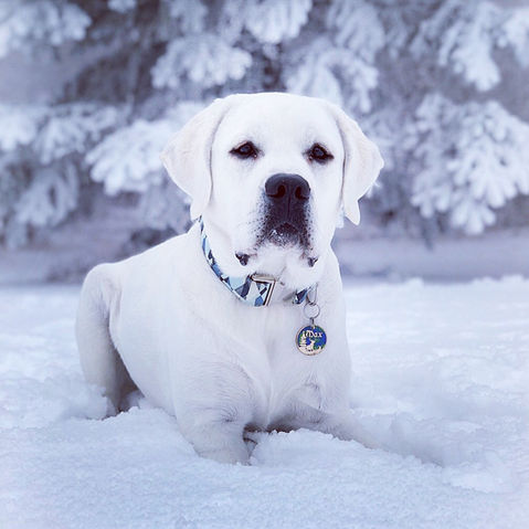 Sugar Lane White Labs | Sugar Lane LLC | Mylo, ND