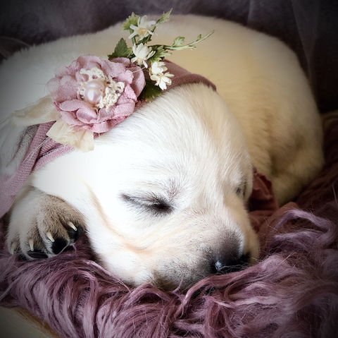 Sugar Lane White Labs | Sugar Lane LLC | Mylo, ND