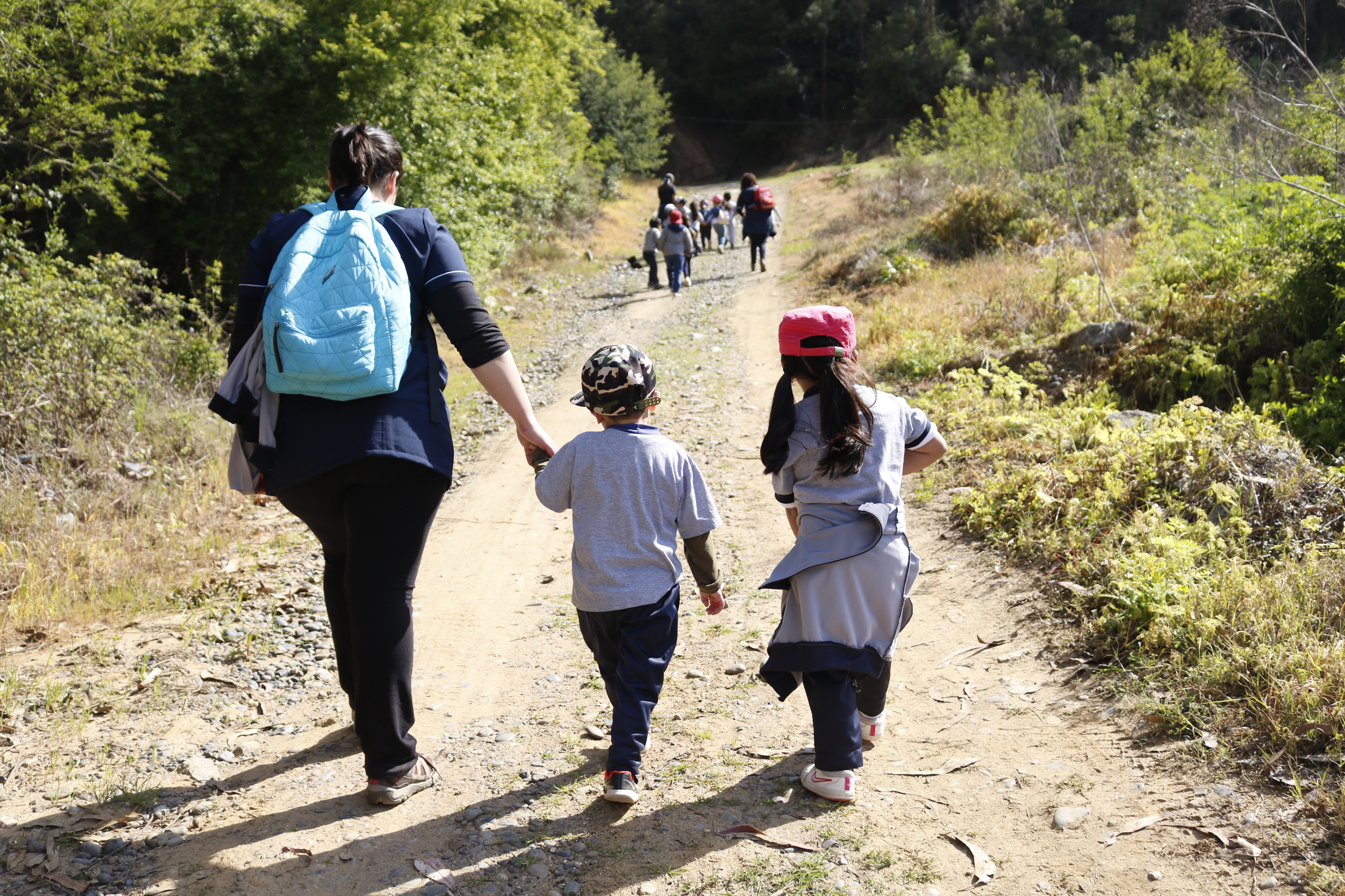 Salida al bosque nativo de Licantén