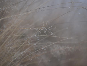 A delicate spider's web with tiny water droplets caught on its threads, against a soft misty background of dried grass.