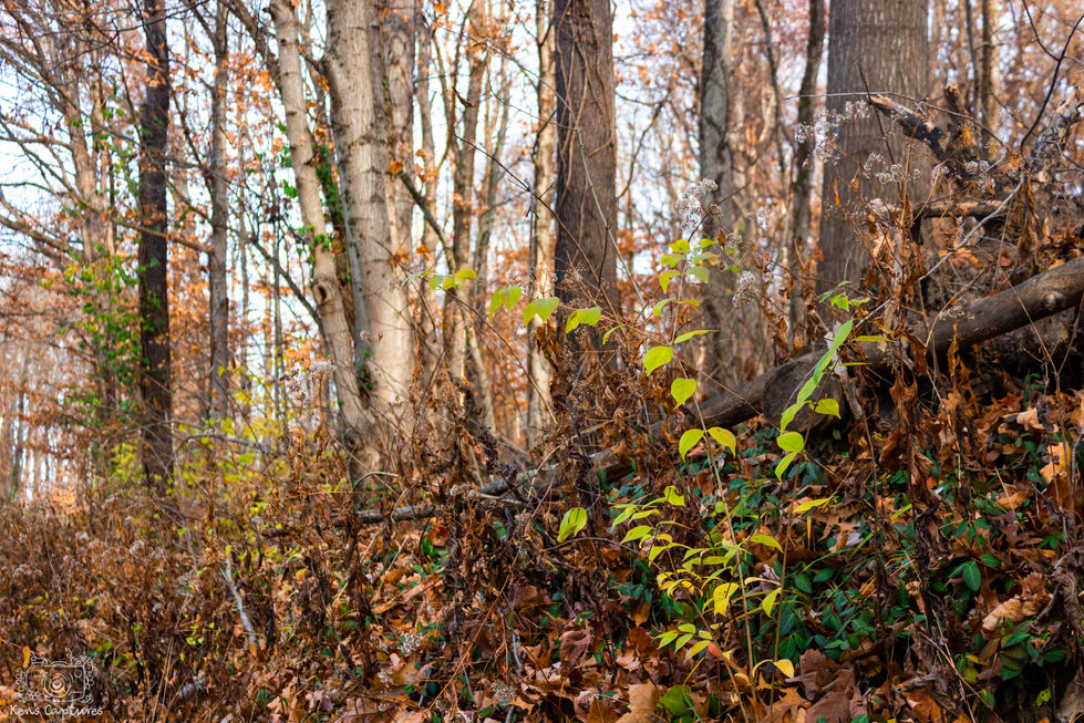Nature-30