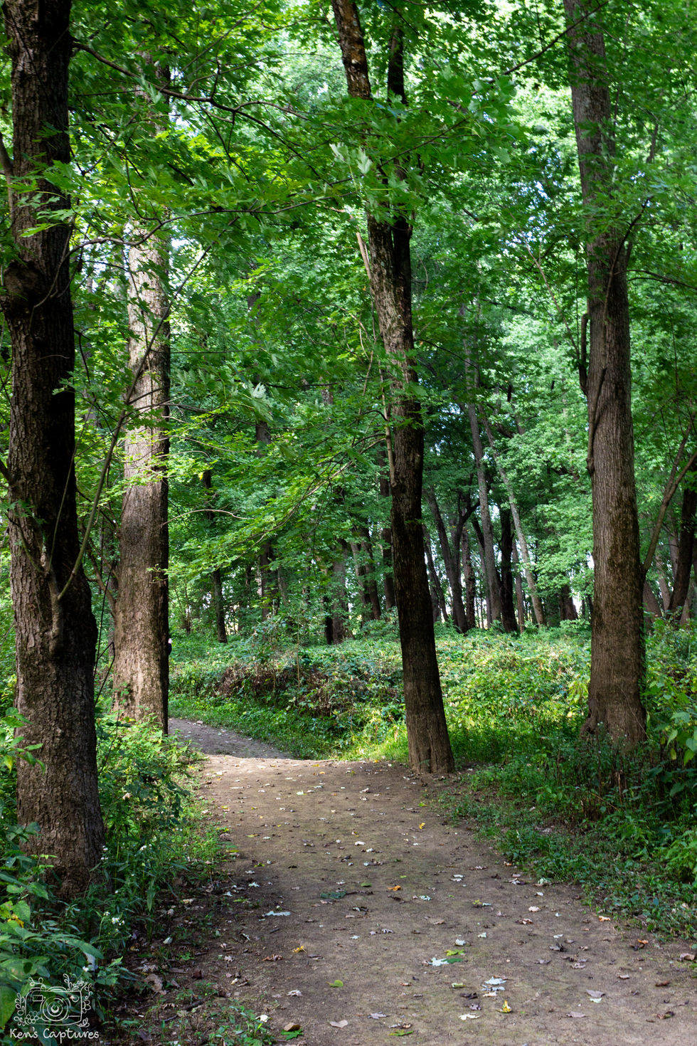 Nature-6