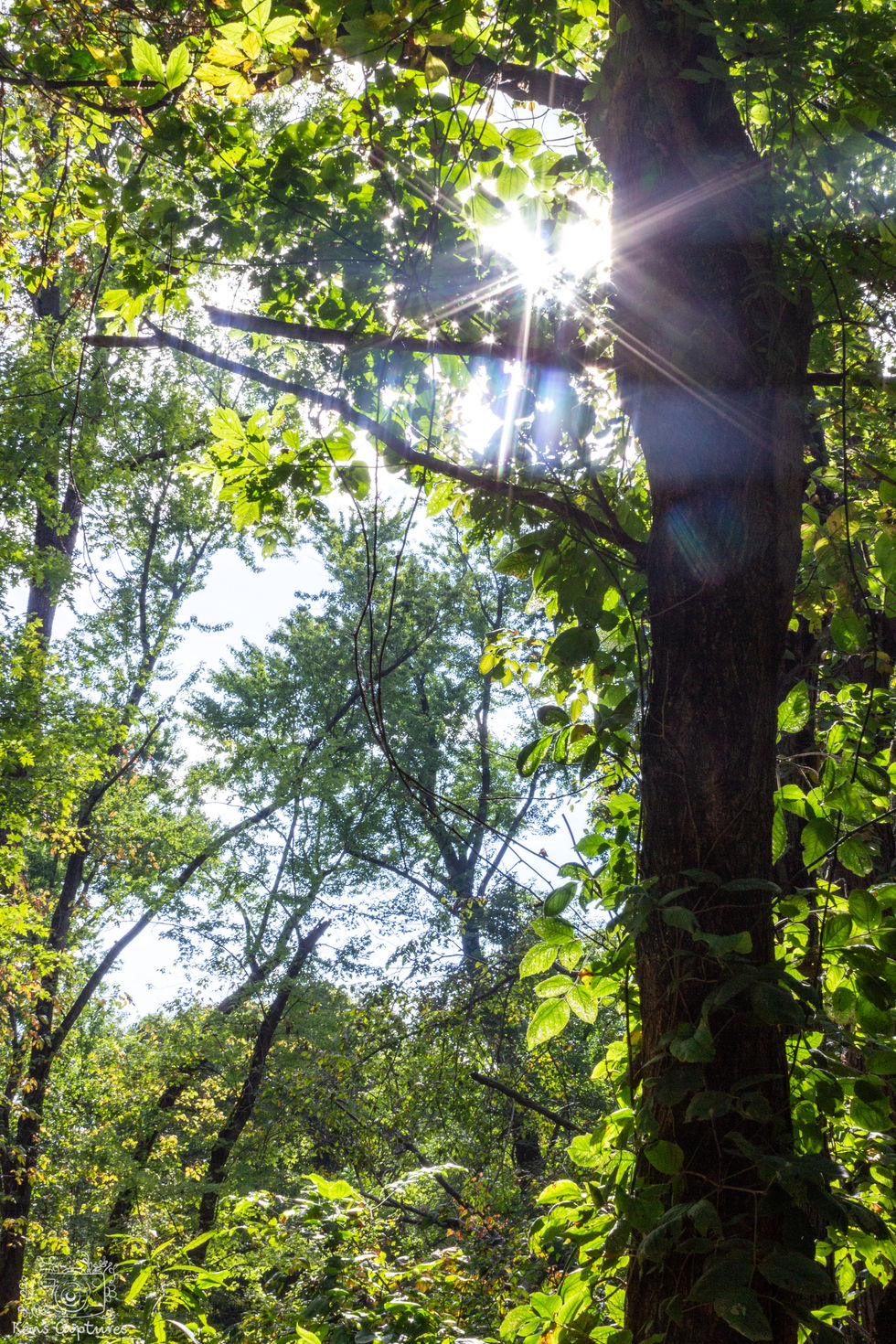 Nature-13