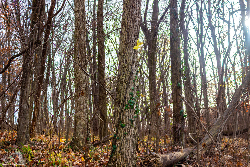 Nature-28