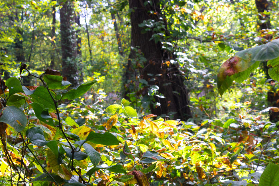 Nature-14