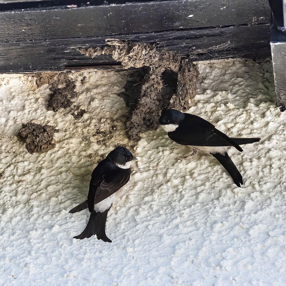 House Martins Nest building (TM)