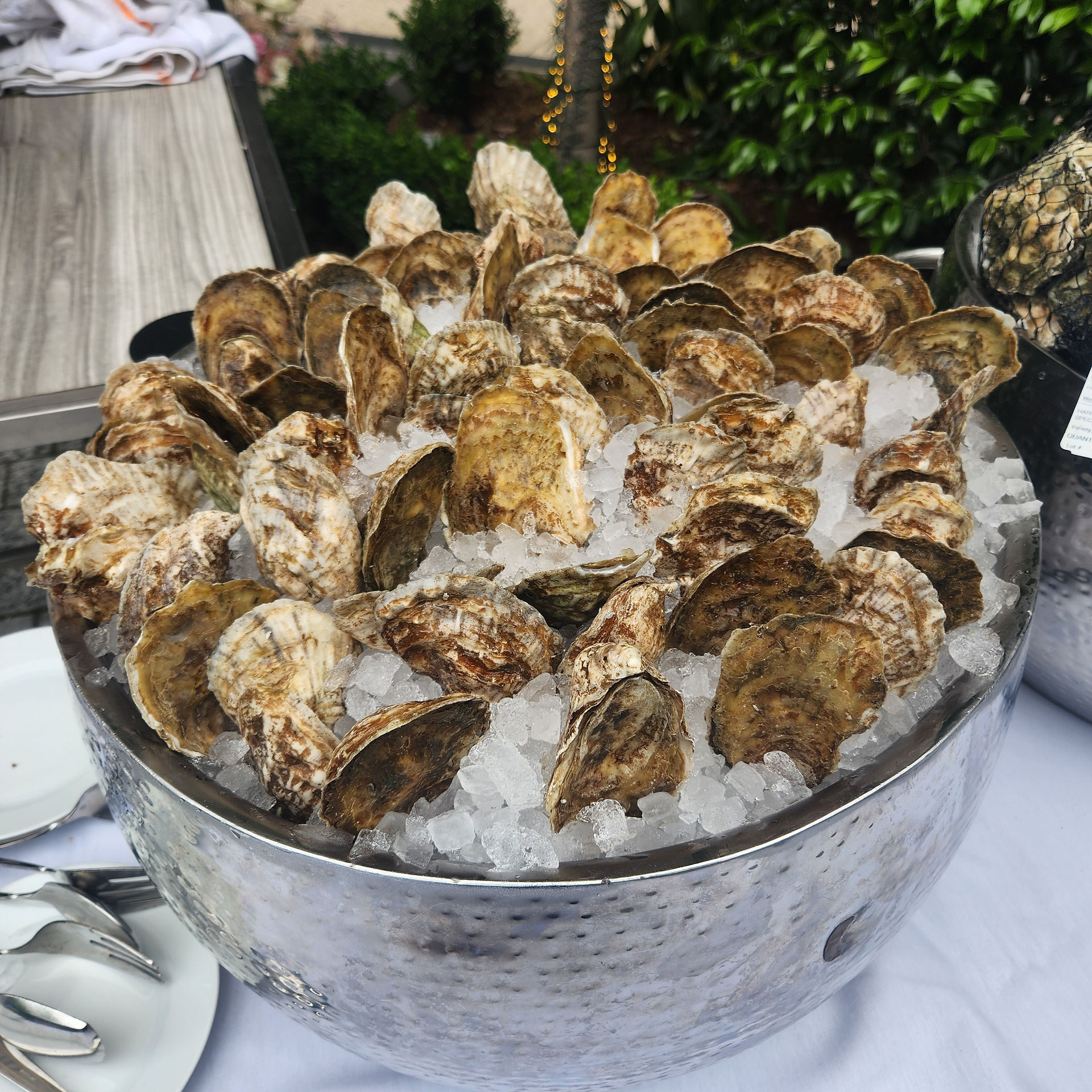 oysters in ice