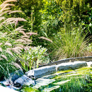 Ein Zierteich von absolut grün in Biedermannsdorf. Darin ein Naturpoolfikter und darum üppige Bepflanzung.
