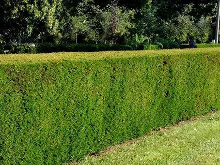 Eine neue Eibenhecke in Mödling gepflanzt von absolut grün