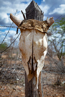 Deteriorating cattle skull with small broken horns and remnants of dried skin impaled on a pointed wooden fence post, barbed wire crossing the frame, Pernambuco, Brazil, 2013