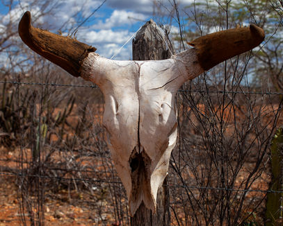Sun-bleached cattle skull with wide dark horns tied to a weathered wooden fence post, sparse dry scrubland and red soil in background, Pernambuco, Brazil, 2013