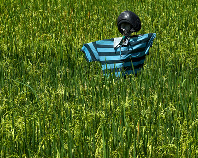 Scarecrow in a blue striped shirt with a black helmet in tall rice, Vô, Leandro Martins