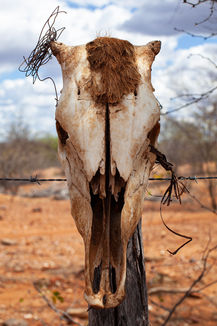 Frontal view of a cattle skull with tufts of dried hair and tangled wire on one horn, mounted on a fence post, barren red earth landscape, Pernambuco, Brazil, 2013