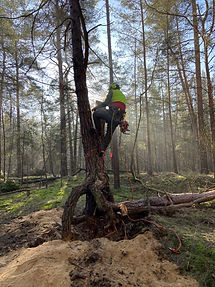Mann mit Kettensäge fällt Baum im Wald