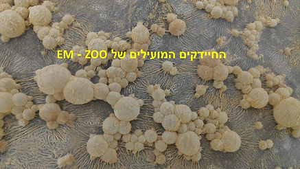 החיידקים המועילים.jpg