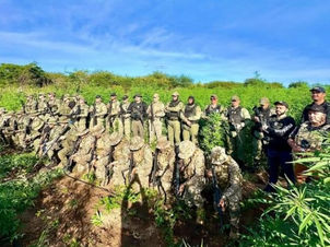 Operação Conjunta Destrói Mega Plantação de Maconha e Prende Quatro na Divisa Bahia-Piauí