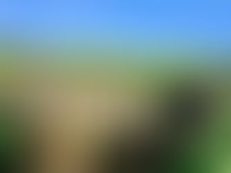 Operação Conjunta Destrói Mega Plantação de Maconha e Prende Quatro na Divisa Bahia-Piauí