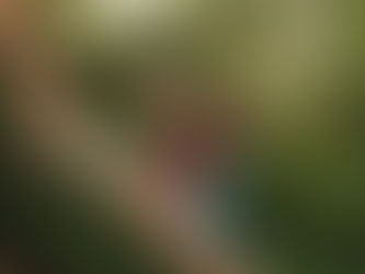 woman or youth climbing a tree wearing a red plaid shirt