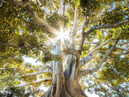 A large tree with leaves and the sun shining through them