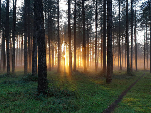 a misty forest at sunset