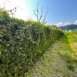 ［秩父郡小鹿野町］草刈り・処分・除草剤・刈り込み | 税込59,400円