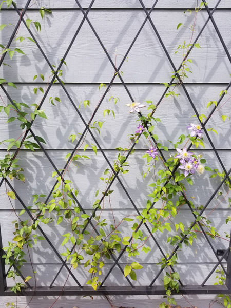 trellis for clematis