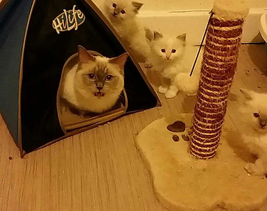camping kitties.jpg