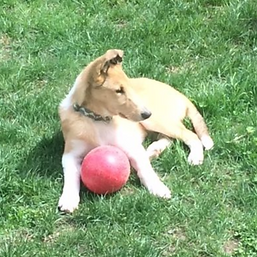 Screenshot 2025-01-05 094644.png