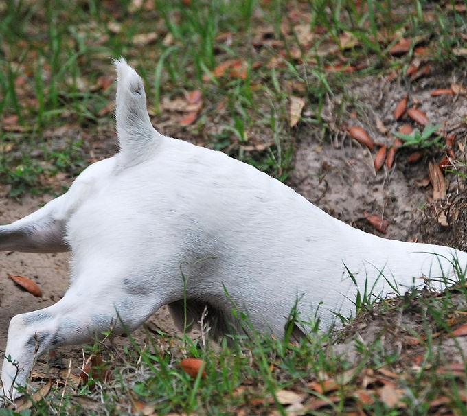 dog digging