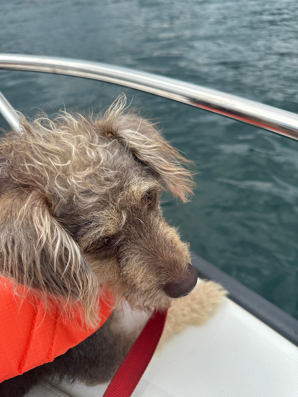 KOJI ON HIS BOSTON WHALER