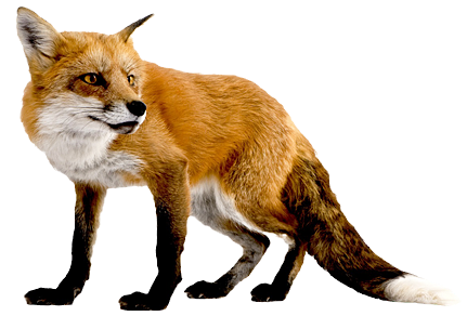fox