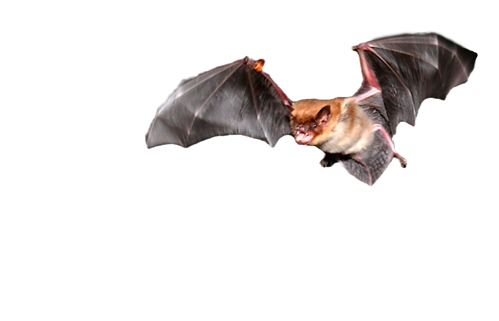 bat removal
