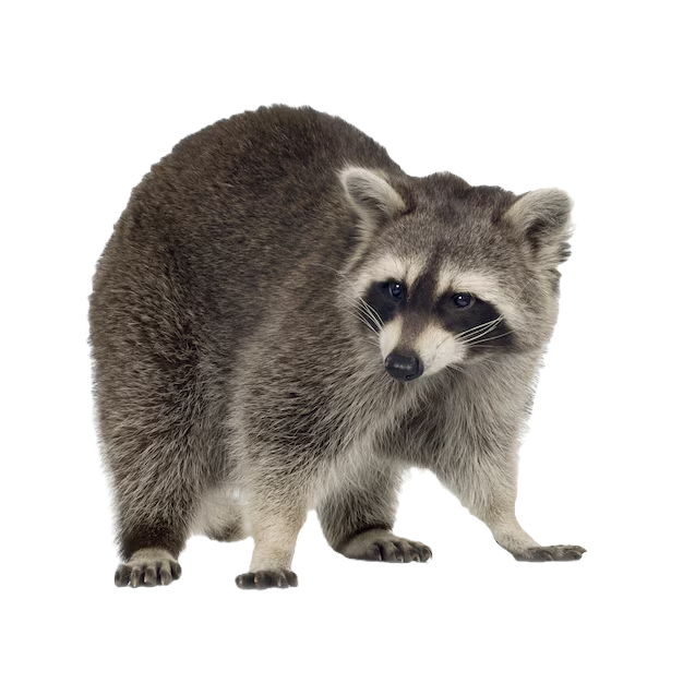 raccoon removal