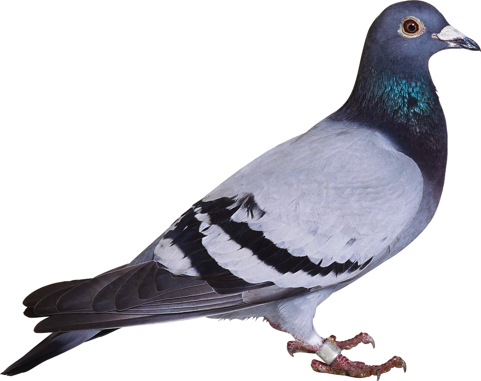 pigeon