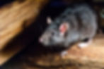 rat 1.jpeg