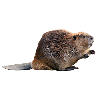 beaver