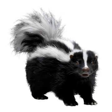 skunk
