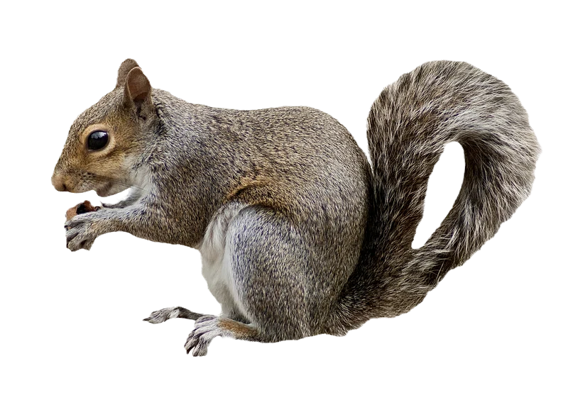 squirrel