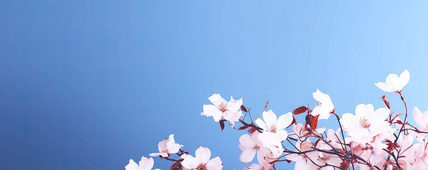 Cherry Blossom_edited.jpg