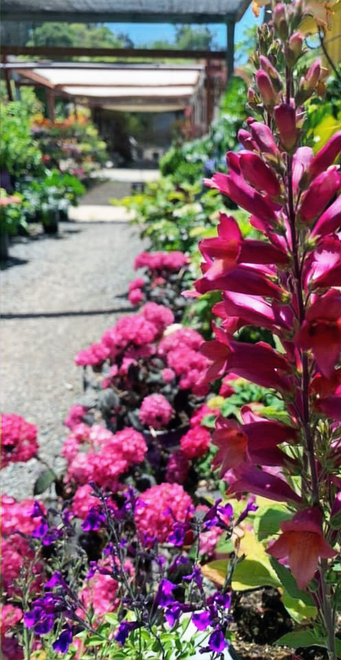 Close up of tall pink flower spike in a garden nursery aisle with colorful potted flowers in the background.