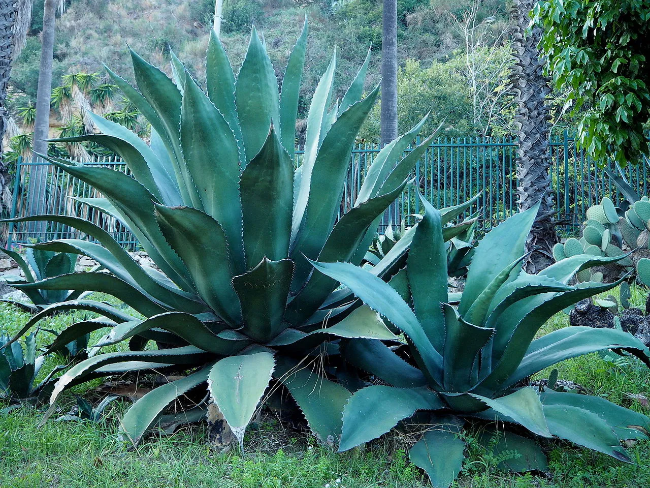 Maguey Salmiana