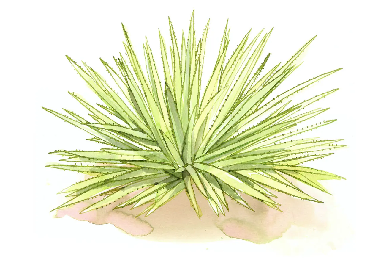 Maguey Rhodacantha