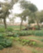 Cap Solidaire International - Les potagers