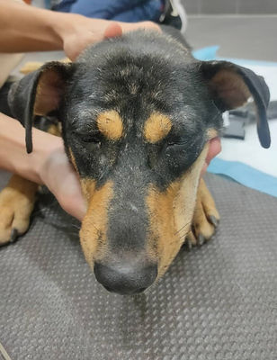 WhatsApp Image 2023-08-09 at 15.51.30 - Furkids Veterinary Team (1).jpeg