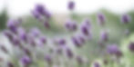 lavender.jpg