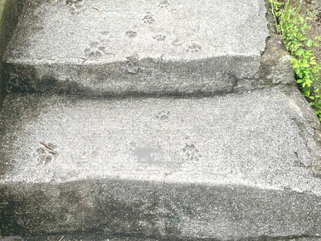 向島