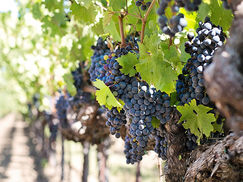 Винные туры в Грузию